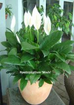 spathiphyllum-mojo.jpg