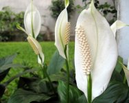 peacelillyflower.jpg