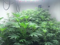 growroom1.jpg
