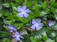 vinca-minor-ha-bpatterson.jpg