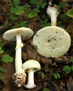 amanita_citrina.jpg