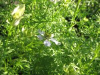 IMG_0299.JPG