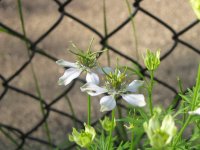 IMG_0416.JPG