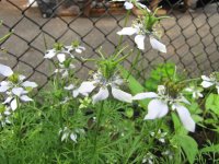 IMG_0458.JPG