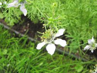 IMG_0463.JPG