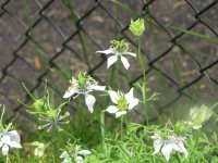 IMG_0553.JPG