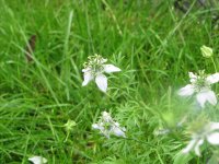 IMG_0554.JPG