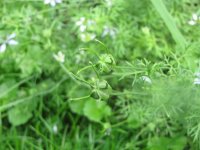 IMG_0576.JPG
