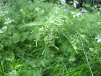 IMG_0602.JPG