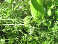 IMG_0645.JPG
