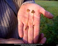 psilocybe_semilanceata23.jpg