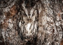 owl-photography-3__880.jpg