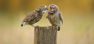 owl-photography-8__880.jpg