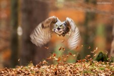 owl-photography-13__880.jpg
