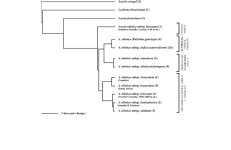 subspecies+phylogenetic+tree.jpg
