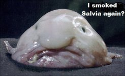 blob-fish.jpg