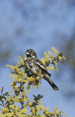 %2CLark_Bunting_Blackbrush.jpg