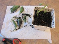 IMG_0914.JPG