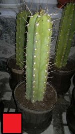 cacti_ID_2.jpg