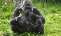 western_lowland_gorilla_7312012_threats_HI_257789.jpg