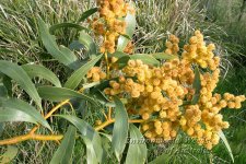 acacia+pycnantha1+-+GJ.jpg