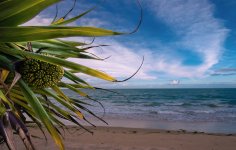 pandanus.jpg
