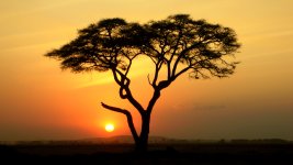 acacia-sunset-copy.jpg