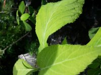 20150803_151547.jpg