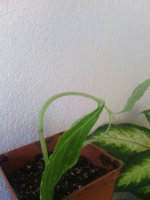 IMG_20150827_125415_532.jpg