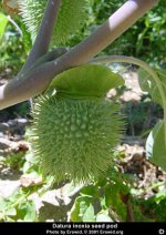 datura_inoxia_pod1.jpg