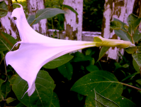 datura.png