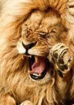 yawning+lion+jpeg.jpg