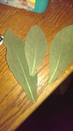 IMG_20150910_191901.jpg