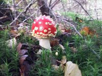 20150926_084733.jpg