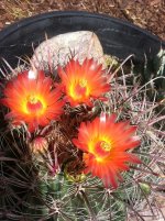 ferrocactus1.jpg