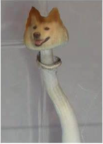 doge+mushroom.png