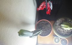 KINDLE_CAMERA_1417786907000.jpg