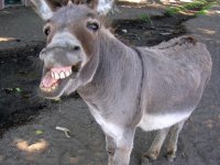 donkey-picture.jpg