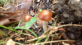 IMG_20151104_164125252.jpg