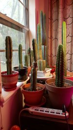 cacti.jpg