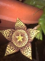 Stapelia2.jpg