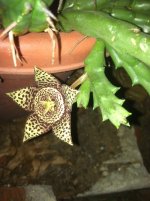 Stapelia1.jpg