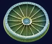 73-diatom-sem-steve-gschmeissner.jpg
