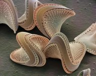 2-diatoms-sem-power-and-syred.jpg
