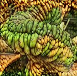 cactusbananas.jpg