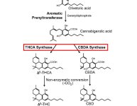 cannabis-genome-drpage-2-02-17-2.jpg