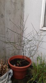 acacia+acuminata.jpg