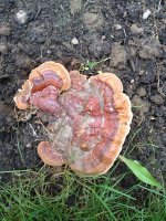 reishi.jpg
