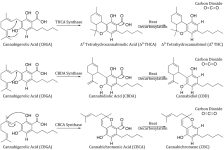 Canna-Biosynth-Blog-Fig-2-1024x686.png