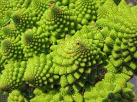 dream_a12d681b5a.jpg